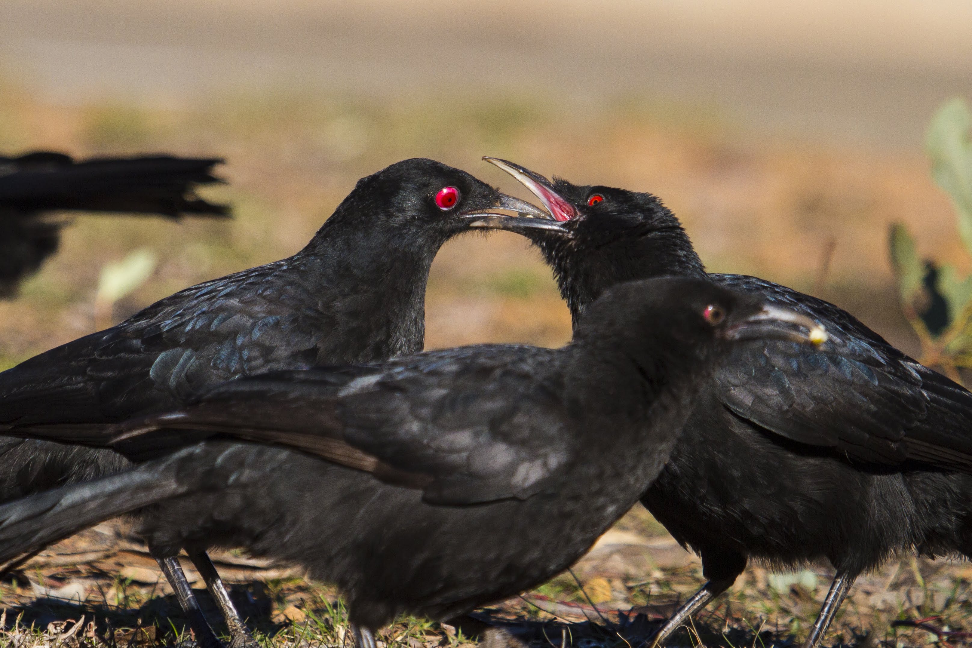 A photo of choughs being highly social, taken by Dr Connie Leon.