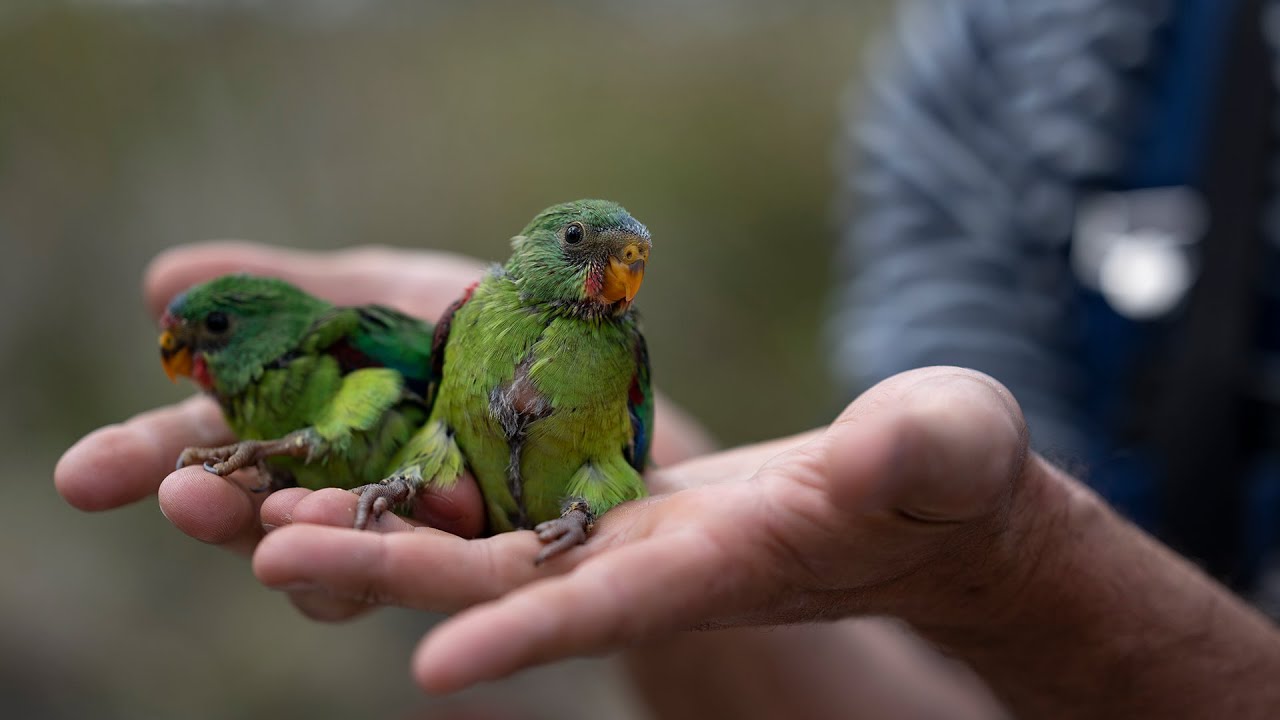 What The Fluff?  ANU Fenner School of Environment & Society