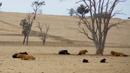 Cows lie in a drought-stricken farm landscape with dead trees scattered through the paddock.