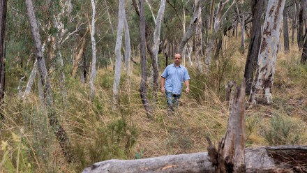 Researcher walks through the bush with a log in the foreground and wearing a blue shirt.