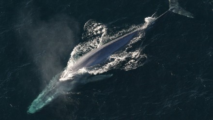 A blue whale viewed from above as it comes to the surface to breathe.