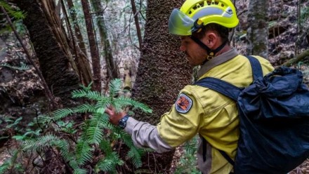 A NSW National Parks and Wildlife Service firefighter amid some of the Wollemi pines he helped save. 