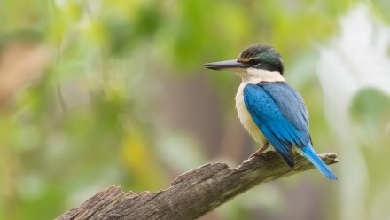 The image is a blue kingfisher, standing on the end of a thick, broken branch. The background is blurred, but it&#039;s speckled with leafylike green.
