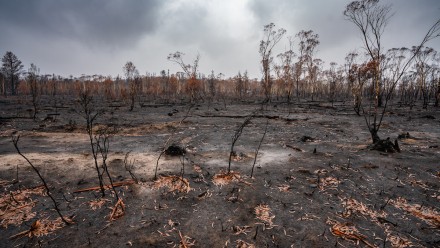 A fire-ravaged bushland with black charred earth and black leafless branches and sticks.