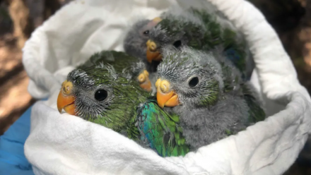 Three oranged-bellied parrot chicks huddle together in a researcher&#039;s bag.