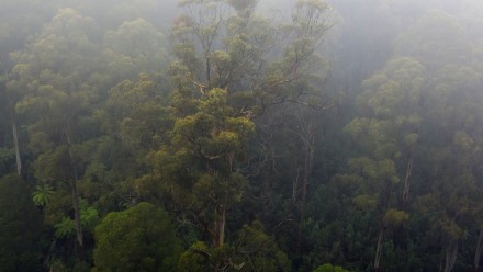 A birds eye view of a Victorian Mountain Ash forest. Mist cloaks tall trees and and the ground cover is dense with ferns.