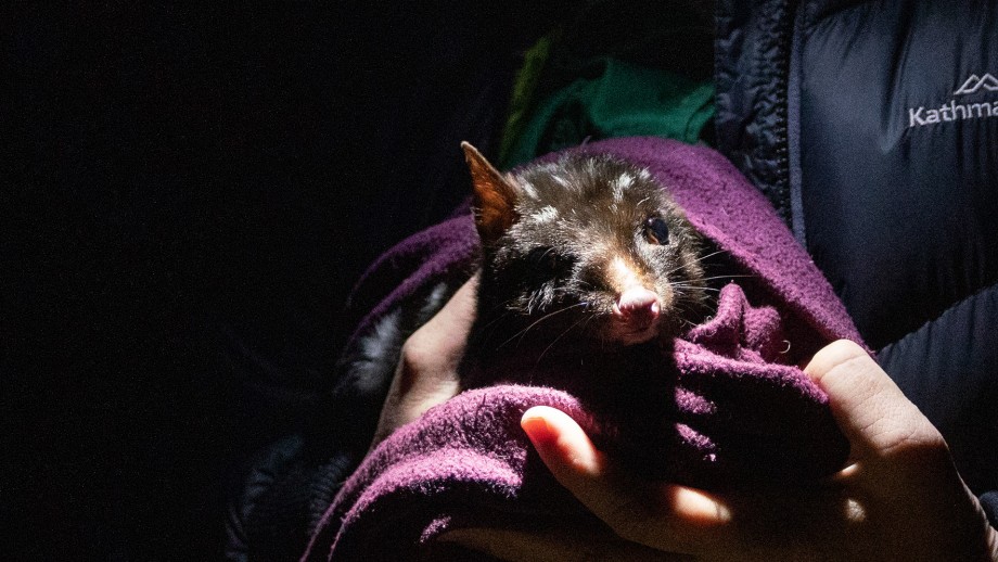 A dark morph eastern quoll in the hands of a researcher, wrapped in a purple blanket with a headtorch light shining on it's face.