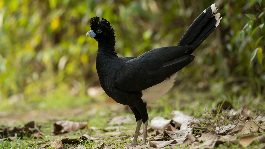 A black and white bird stares at the camera with jungle in the background.