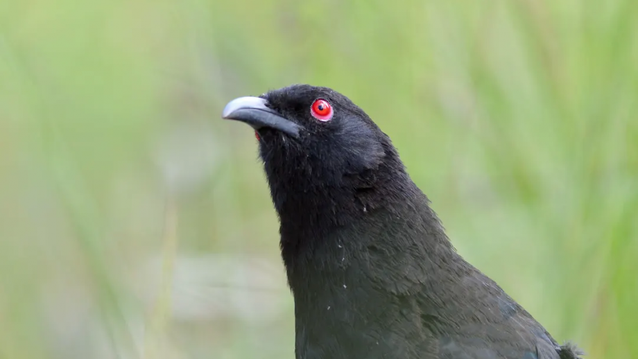 A chough stares up at the sky above with its bulging red eye.