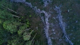 A birds eye view of an Australian forest that has been half cleared of trees.