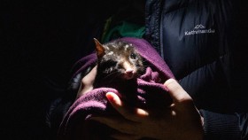 A dark morph Eastern Quoll sits wrapped in a blanket in the hands of an ecologist at night with a spotlight shining on it.