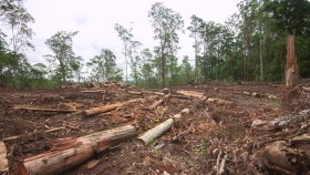 Logs and debris lie on the ground that was once native forest, with native forest in the background.