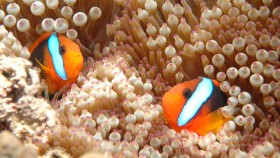 Two clown fish poke their heads out from a sea anemone.