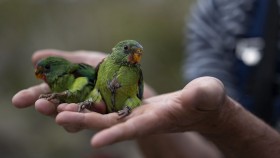 Two juvenile swift parrots sit in the hands of a researcher. They are lime green in colour.