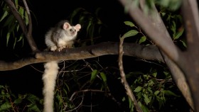 A greater glider perched in a tree at night.