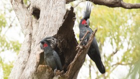 Two palm cockatoos sit in tree, with one holding a stick.