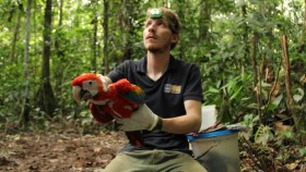 Researcher, George Olah, holds a macaw in his hands on the forest floor.