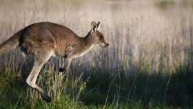 Picture of a Kangaroo