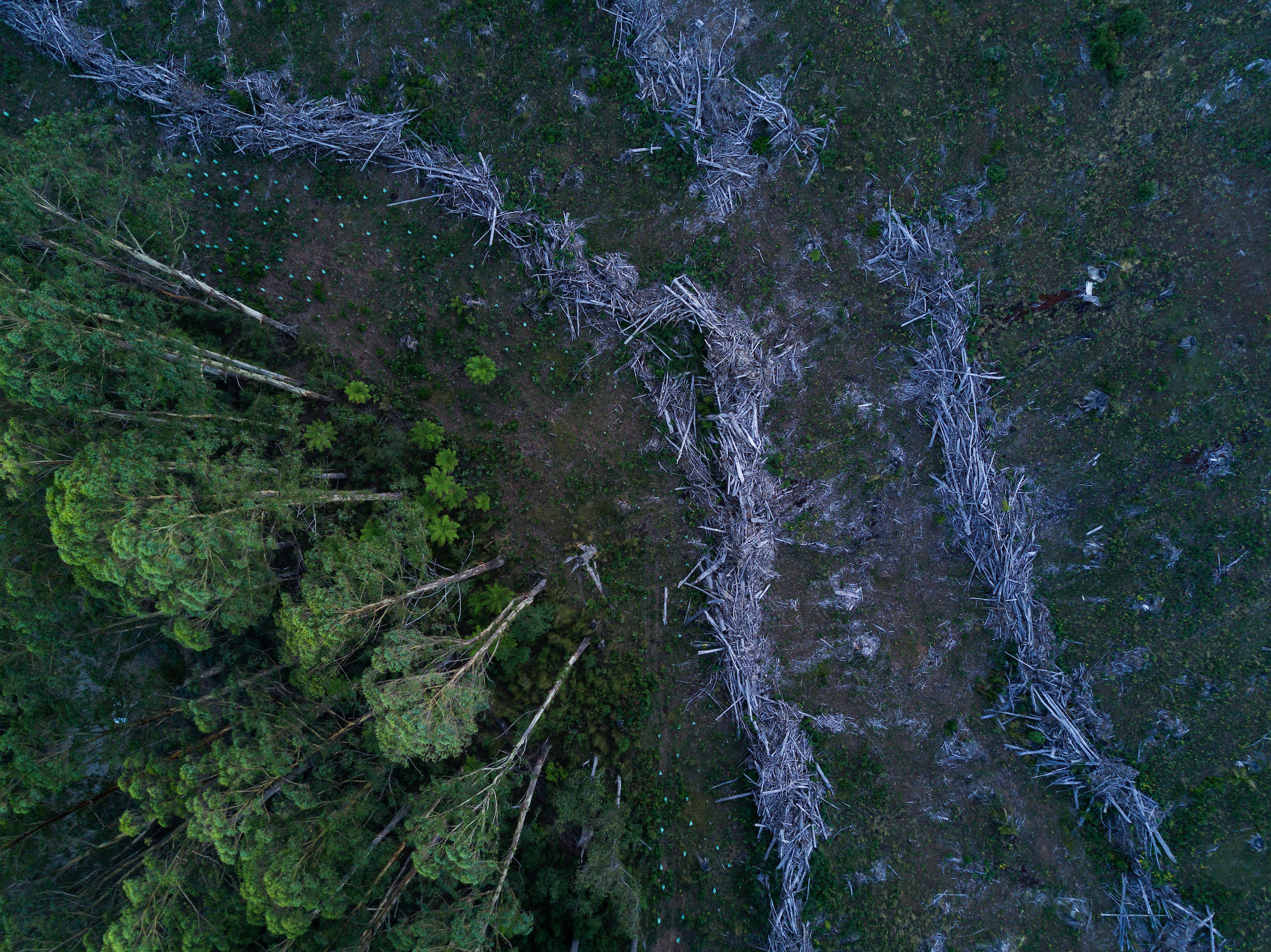 A logged area of Victorian Mountain Ash forest