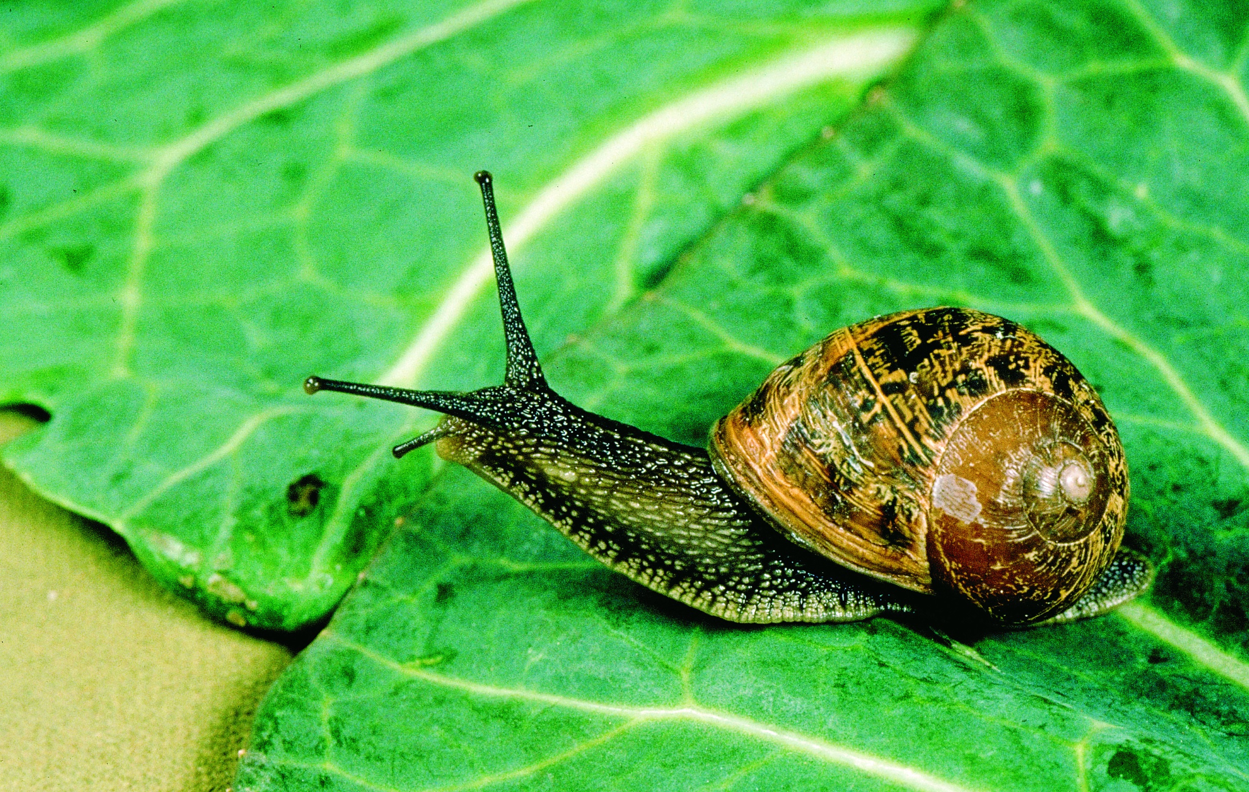 Garden Snail Garden Snail