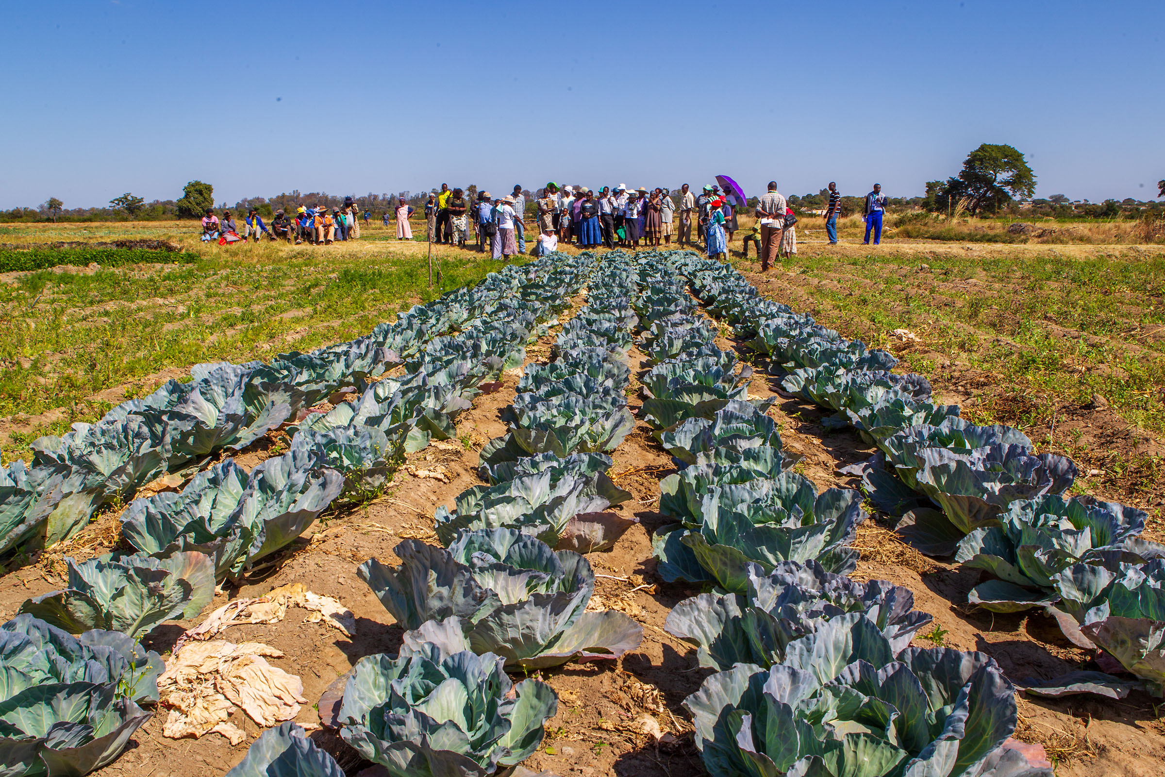Rows of cabbage on a farm with people in the background on the horizon.