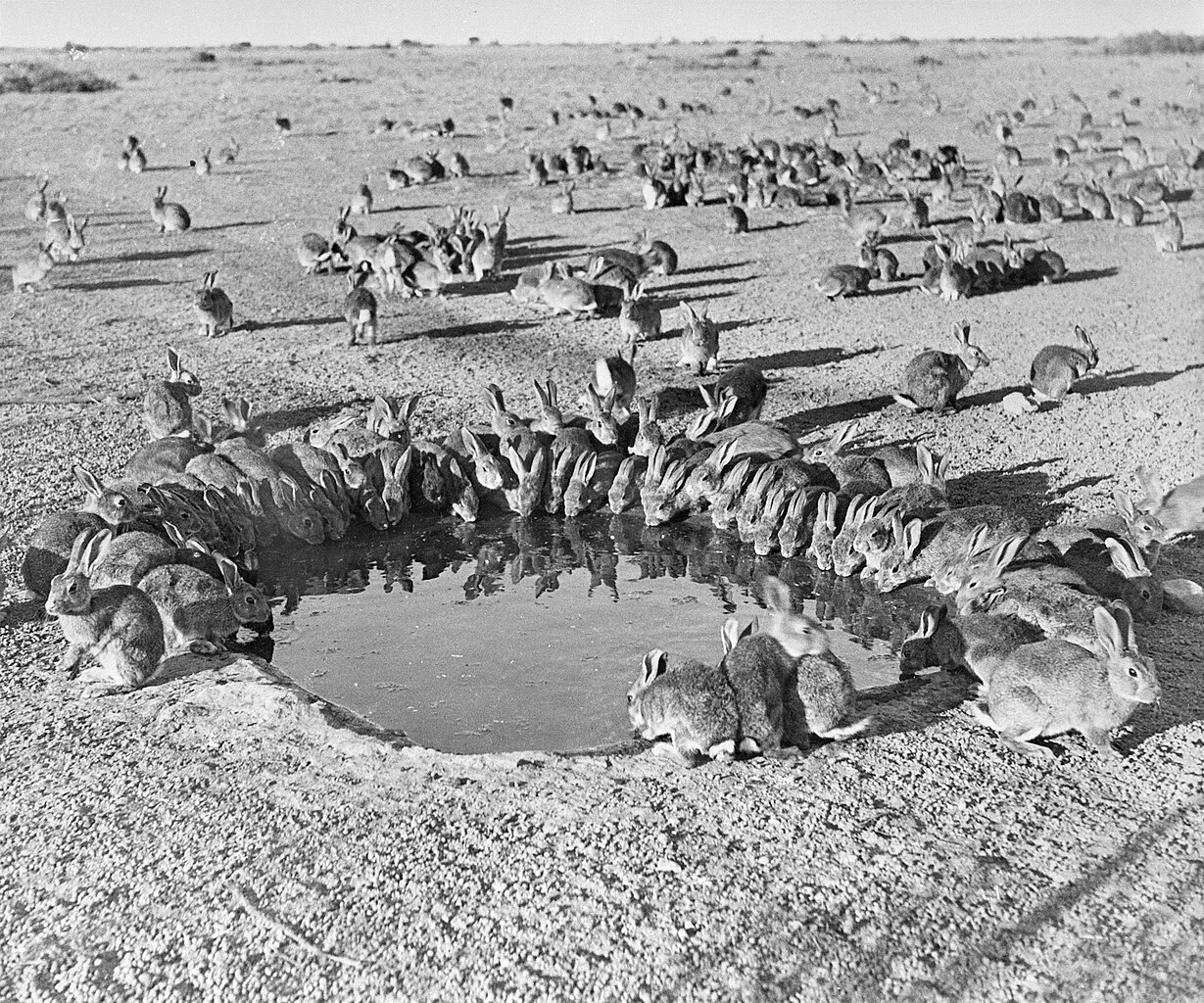 Rabbits around a Water hole