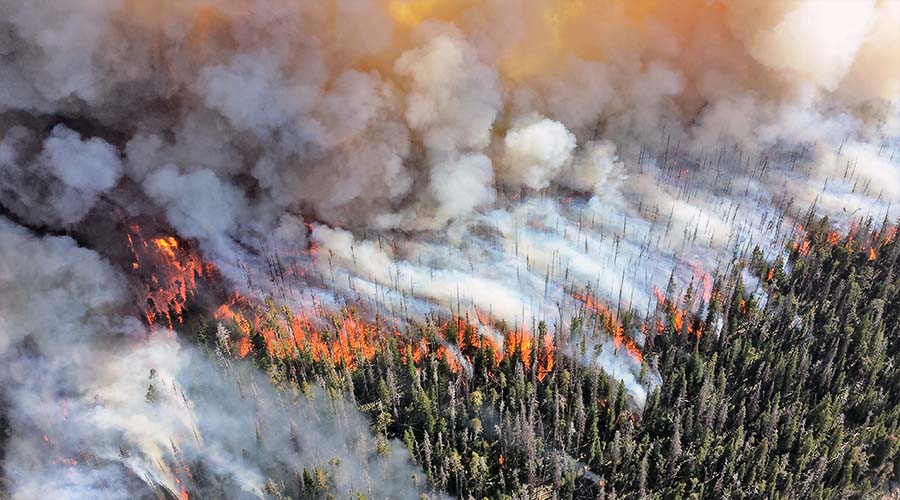 fire burns through a forest