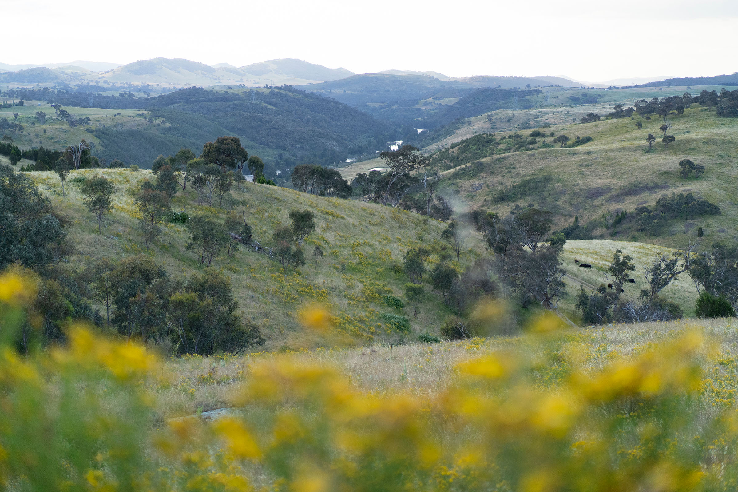 Rolling woodland hills with yellow flowers burred in the foreground.