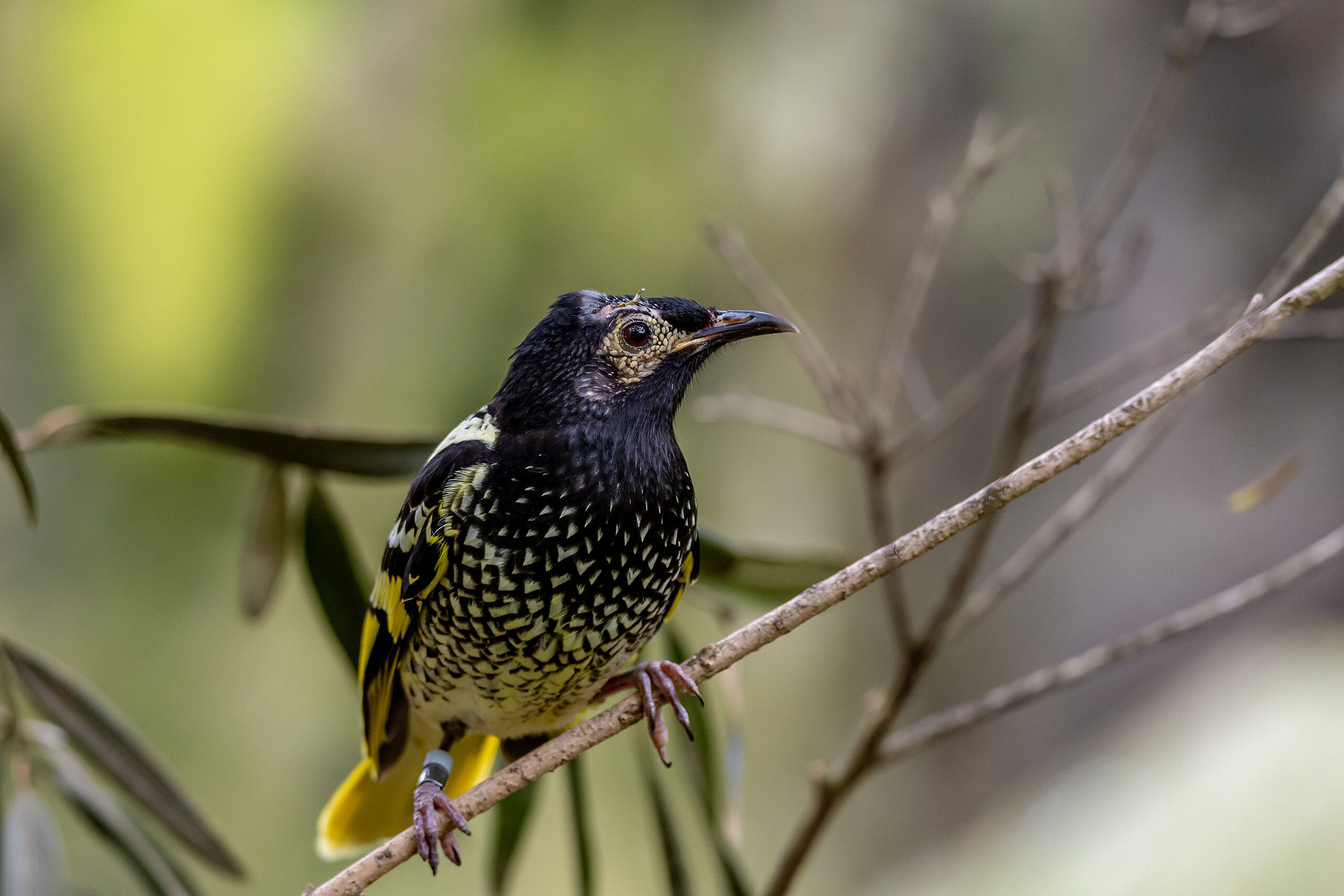 A regent honeyeater on a branch in the bush.