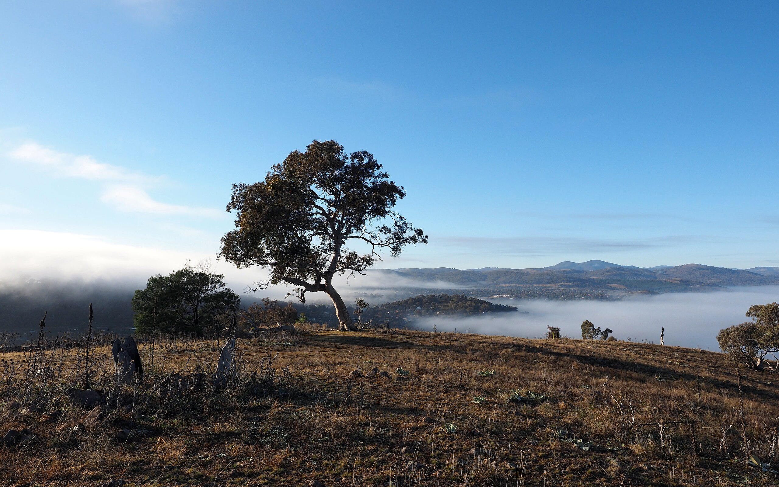 A wide landscape view taken from a hilltop, showing a single large eucalyptus tree standing prominently in the foreground. The ground is dry and patchy with sparse grasses and small plants. Mist or low-lying fog blankets the valley below, partially covering the wooded hills and suburban areas in the distance. The sky above is clear and blue, with a few wisps of cloud, suggesting a cool early morning in an Australian bush reserve.