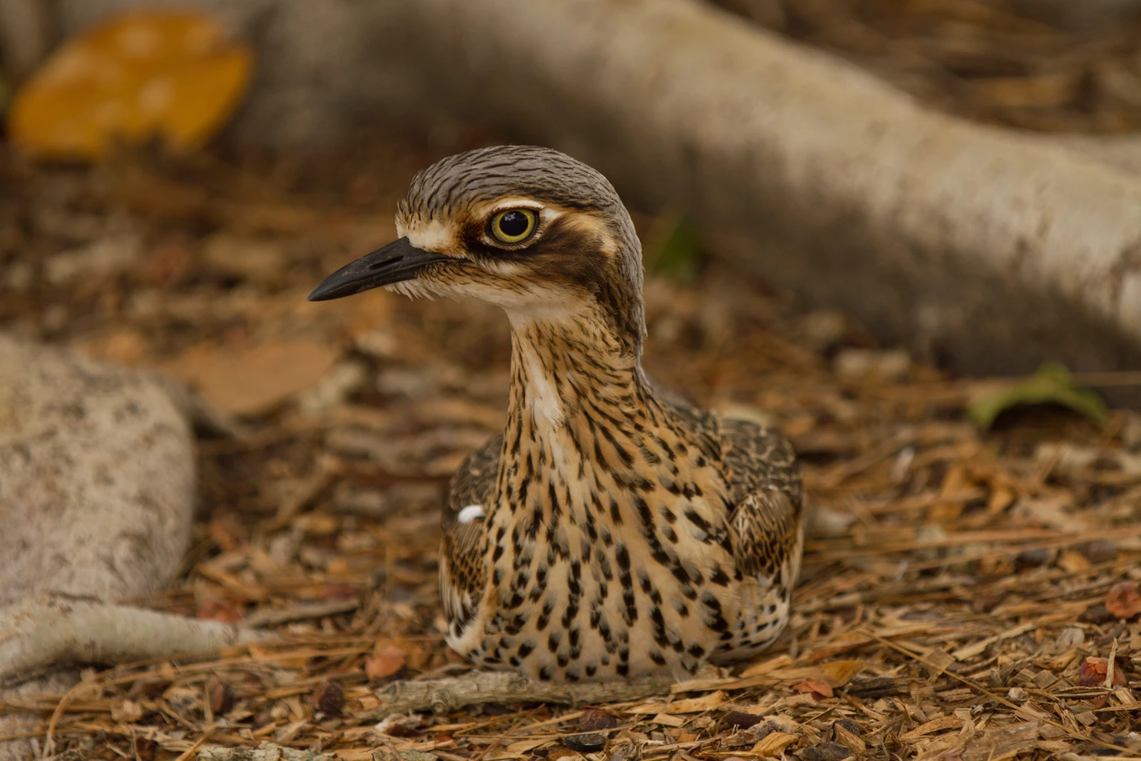 A bush stone-curlew sits on the ground and stares sideways at the camera.