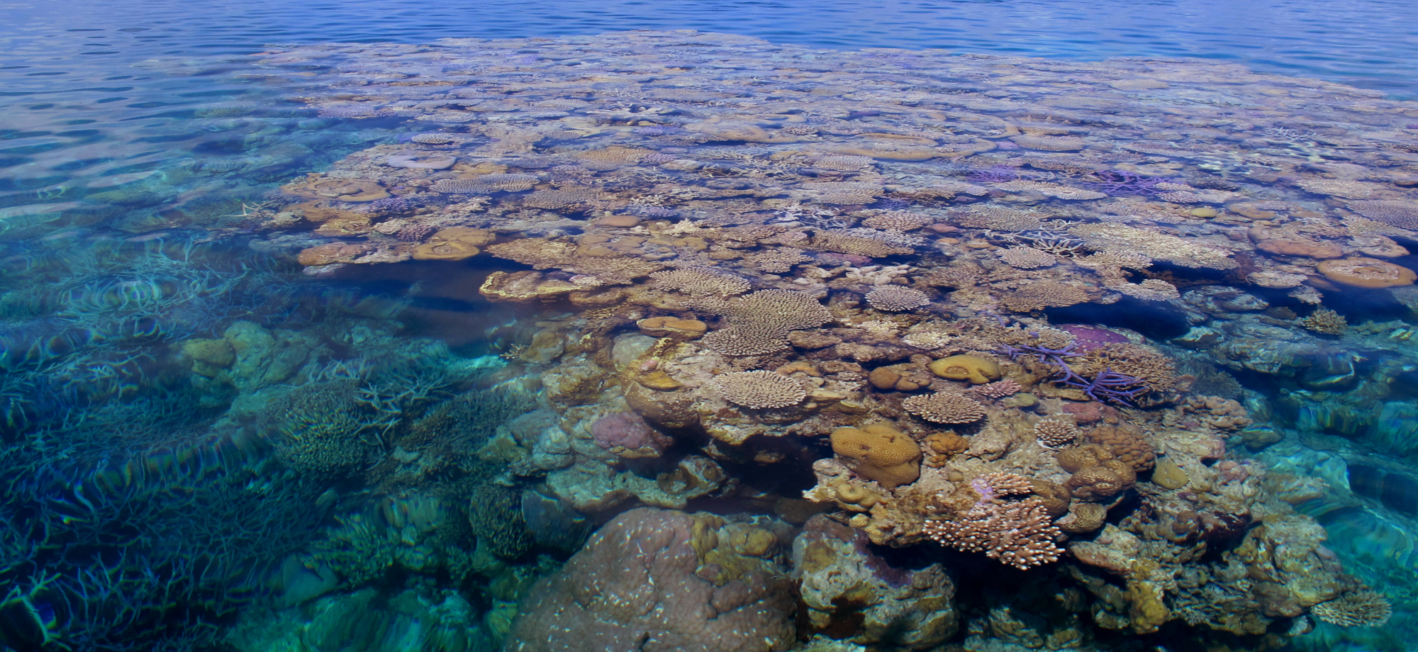 A coral reef from above the water.