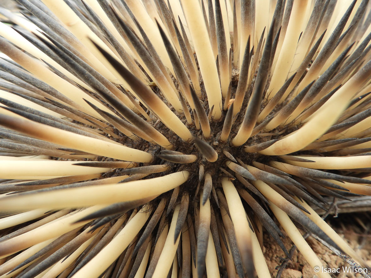 Under the Spikes by Isaac Wilson. © South Australian Museum Under the Spikes by Isaac Wilson. © South Australian Museum