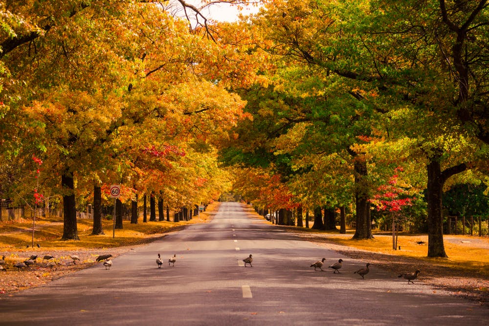 Autumn leaf colour changes and fall are affected by summer temperatures. Autumn leaf colour changes and fall are affected by summer temperatures.