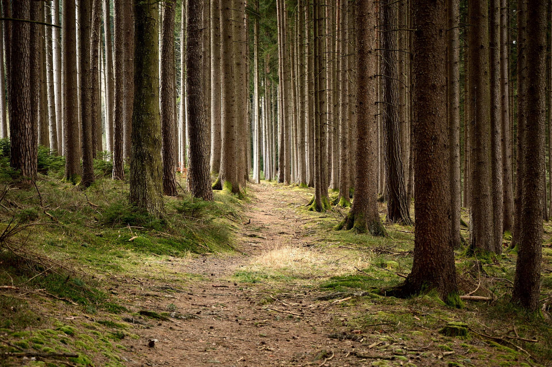 A path winds its way through a forest