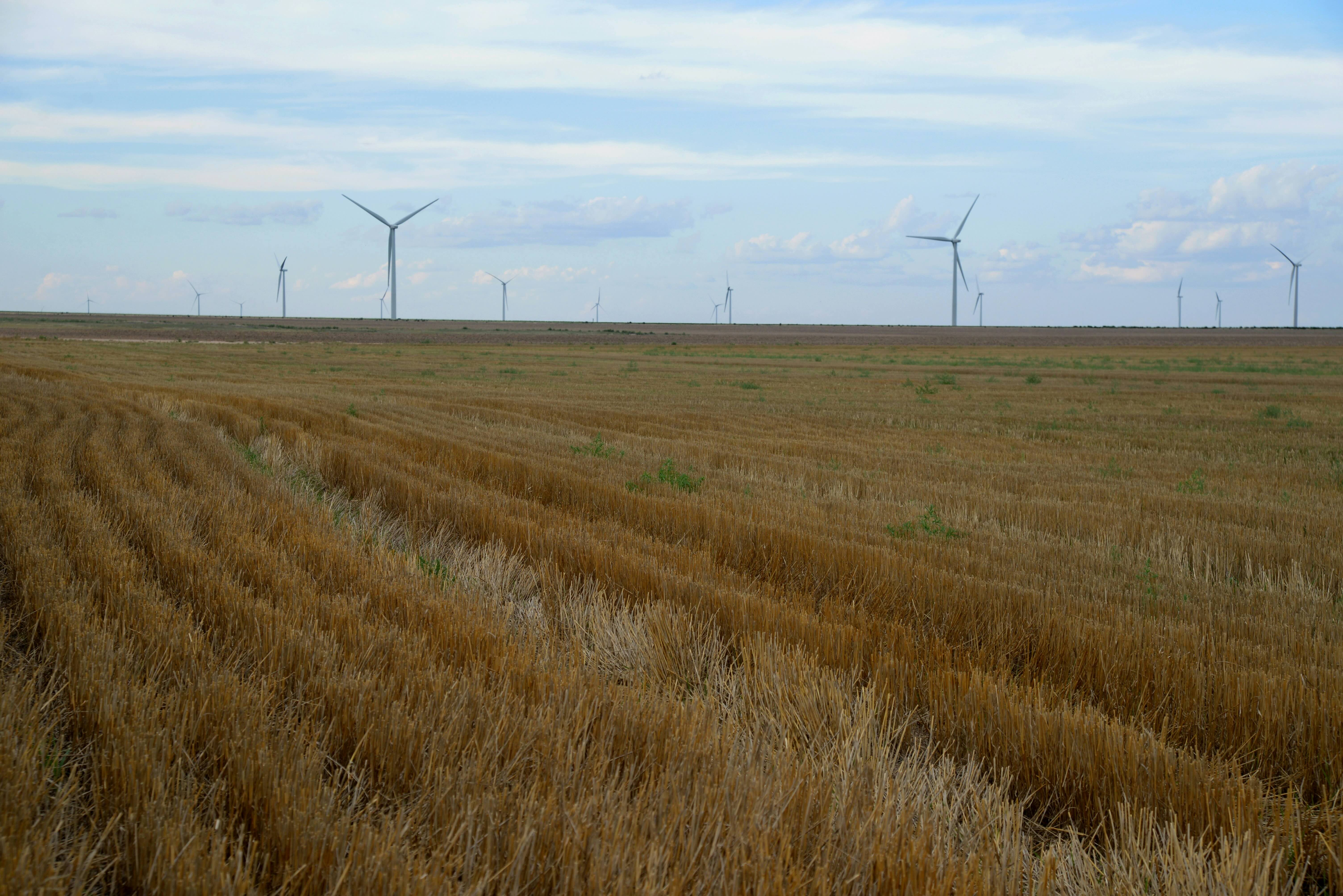 A wide, flat agricultural field with short, golden-brown stubble left after harvest stretches into the distance under a partly cloudy sky. In the background, numerous large wind turbines stand tall across the horizon, highlighting a mix of farming and renewable energy infrastructure in a rural landscape