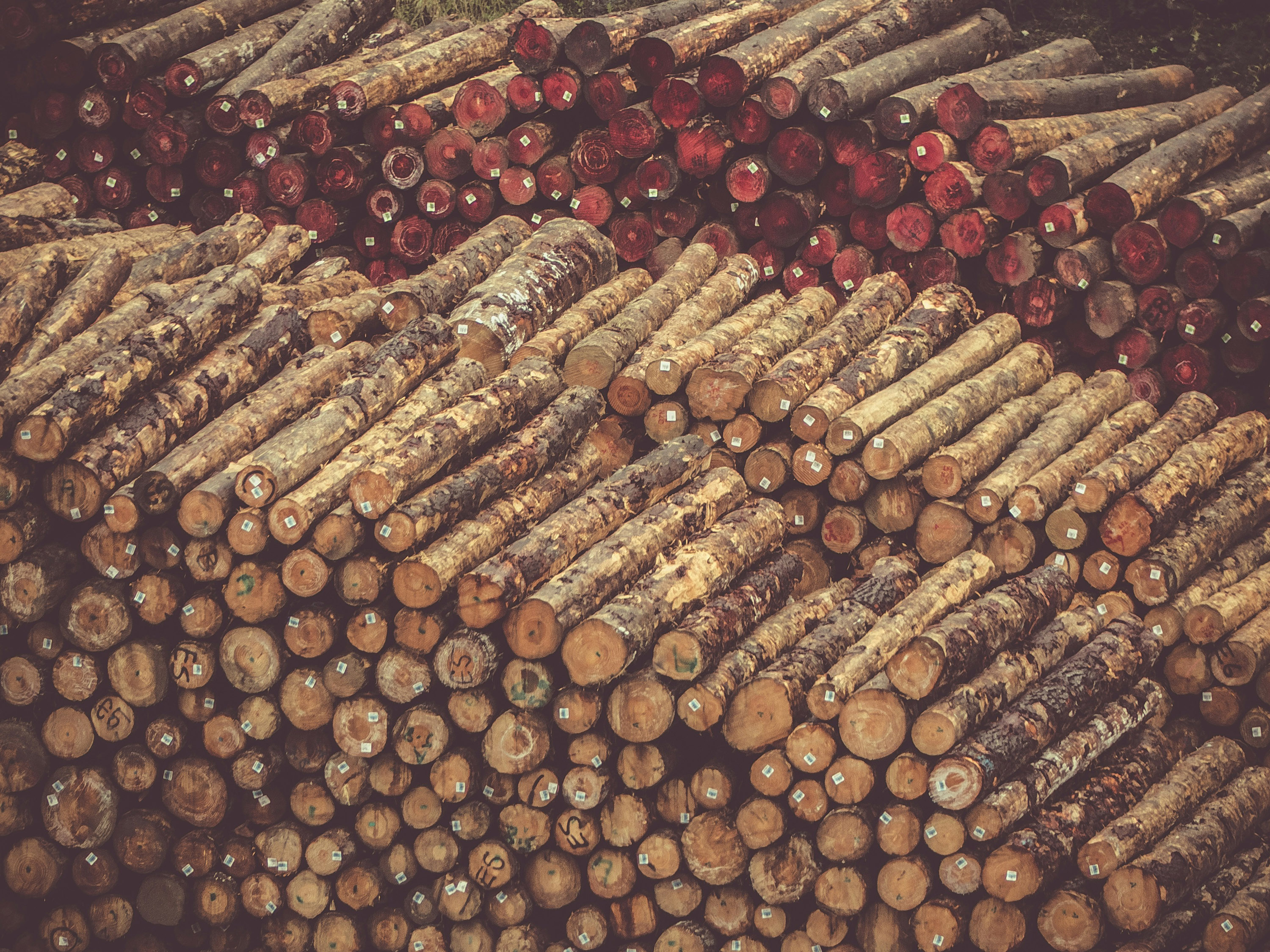 sawn logs sit in piles