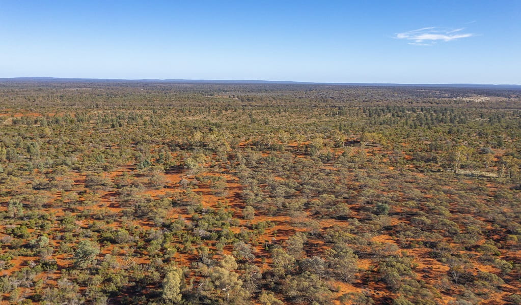 trees growing on red earth for carbon capture and removal projects