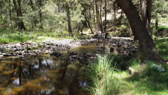 A serene forest stream bordered by leafy trees, with a person tending to the water's edge.