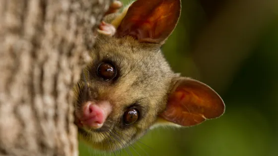 A close-up of a possum peeking from behind a tree trunk.
