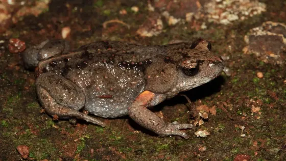 A Bibron’s toadlet, a small, squat frog with rough, mottled brown and grey skin, is pictured on a damp, mossy surface. Its skin glistens slightly under the light, and a distinctive orange patch is visible on its forearm. The background shows earthy textures with patches of green moss and reddish soil