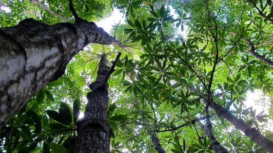 Looking up into a dense canopy of trees with sunlight filtering through green leaves.