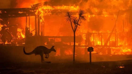A kangaroo hops past a raging wildfire consuming a structure and illuminating the surroundings in fiery orange hues.