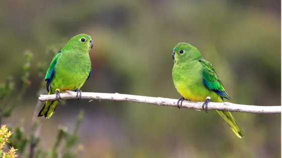 Two bright green parrots with blue and yellow tail feathers perched on a branch.