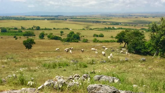 A pastoral landscape with cows grazing on a grassy field dotted with trees and rocks, under a clear sky.