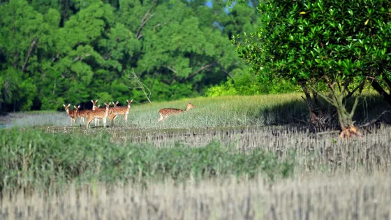 A group of deer standing among tall grasses in a lush green forest.