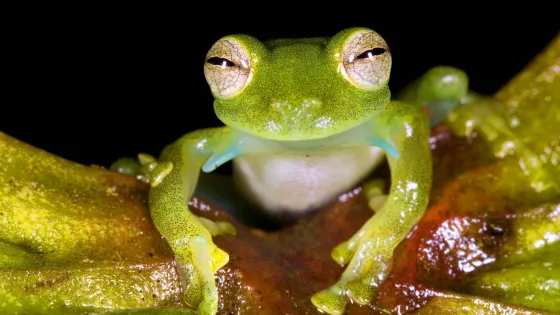 A close-up image of a vibrant green frog perched on a leaf with distinct, shiny eyes.