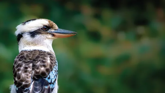 A kookaburra sits on a rock