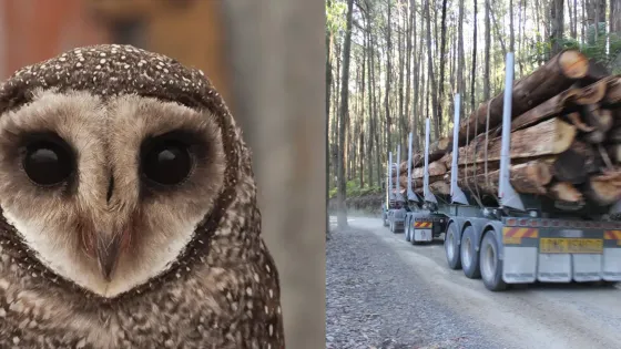 Close-up of an owl's face on the left and a logging truck loaded with large logs driving on a forest road on the right.