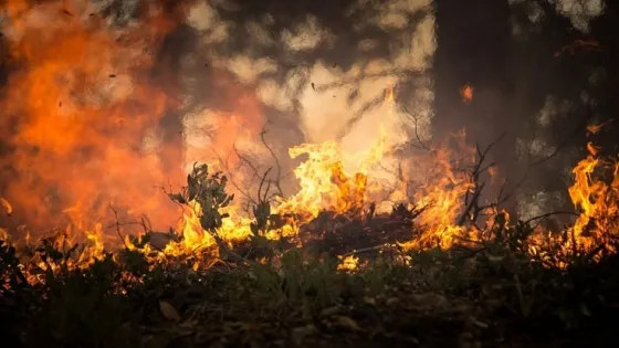 A fire burns through bush